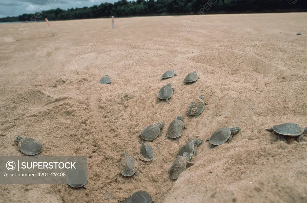 South American River Turtle (Podocnemis expansa) hatchlings racing to river after hatching from nest, Amazon ecosystem, Brazil