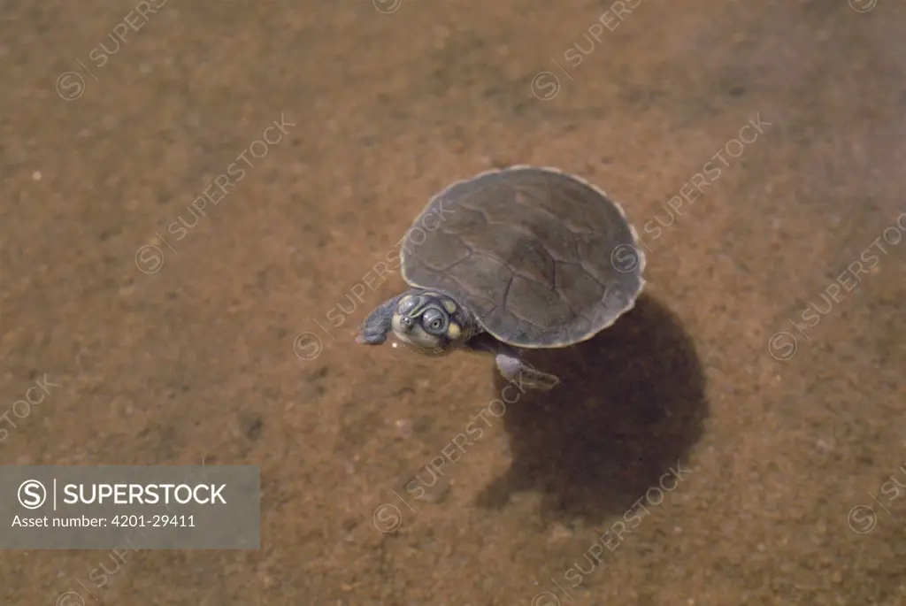 South American River Turtle (Podocnemis expansa) hatchling floating in river, Amazon ecosystem, Brazil