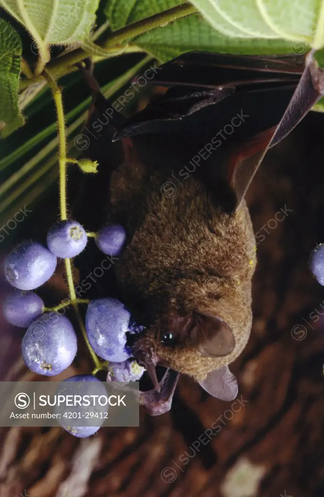 Silky Short-tailed Bat (Carollia brevicauda) feeding on fruit, Amazon ecosystem, Brazil