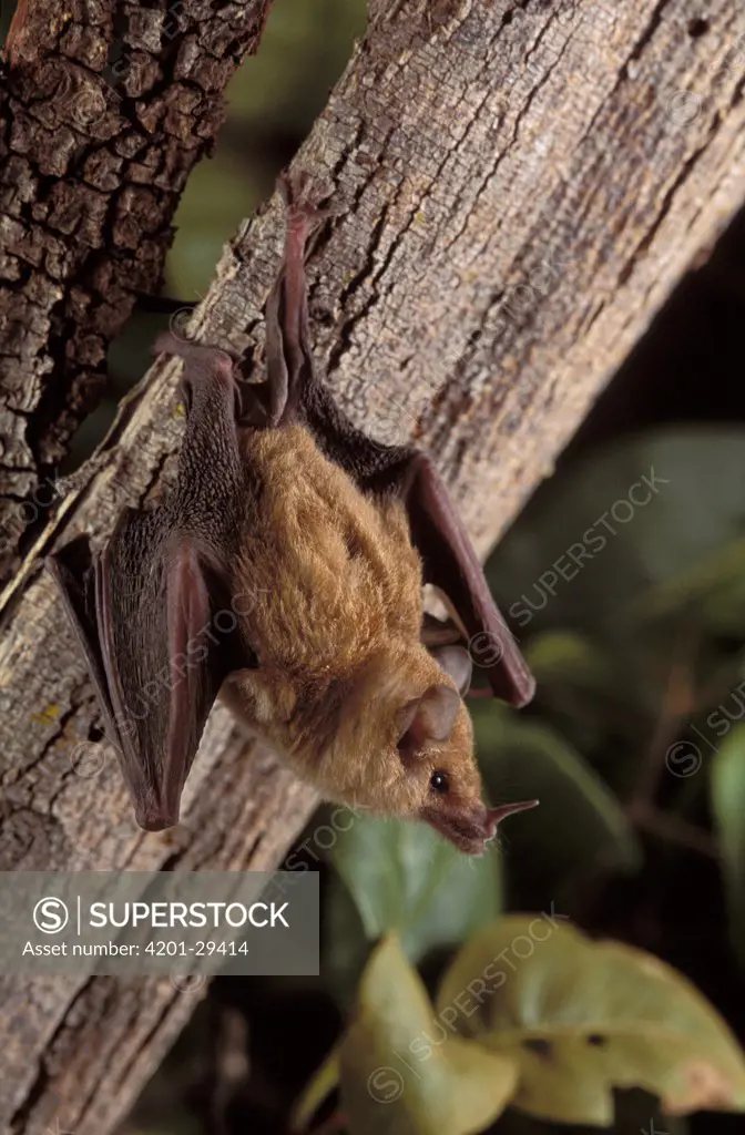 Leaf-nosed Bat (Phyllostomidae) hanging upside down, Caatinga ecosystem, Brazil