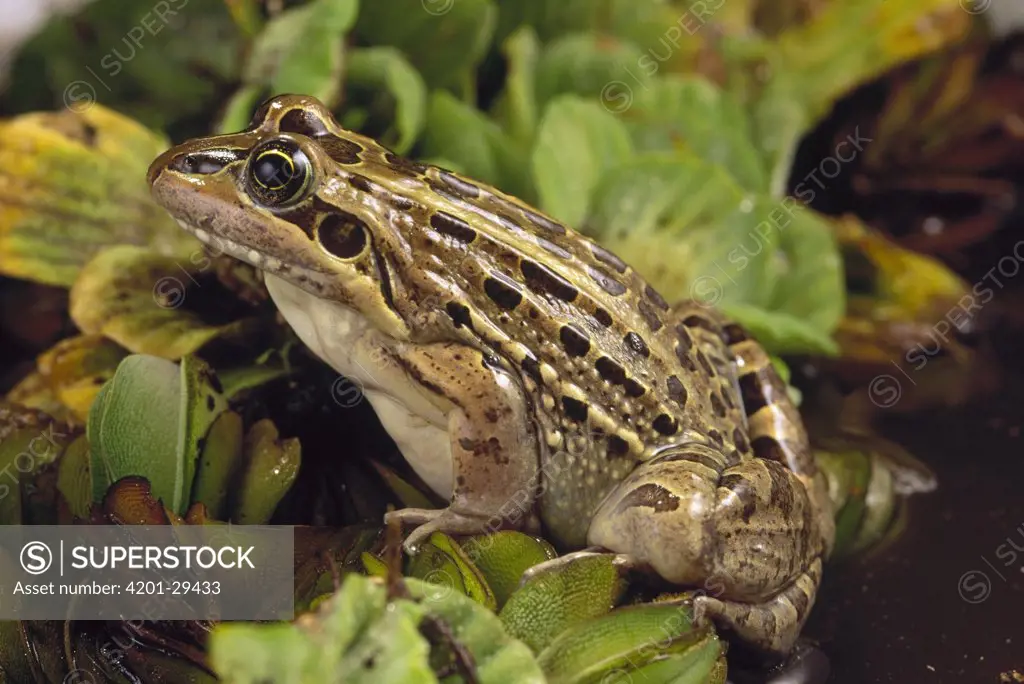 Crilloa Frog (Leptodactylus occelatus) portrait, southern Brazil