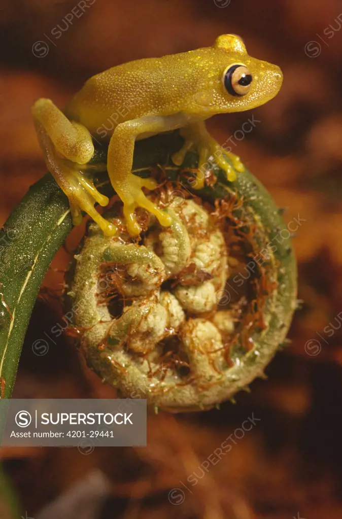 Tree Frog (Hyla sp) perching atop Fern fiddlehead, Atlantic Forest ecosystem, Brazil