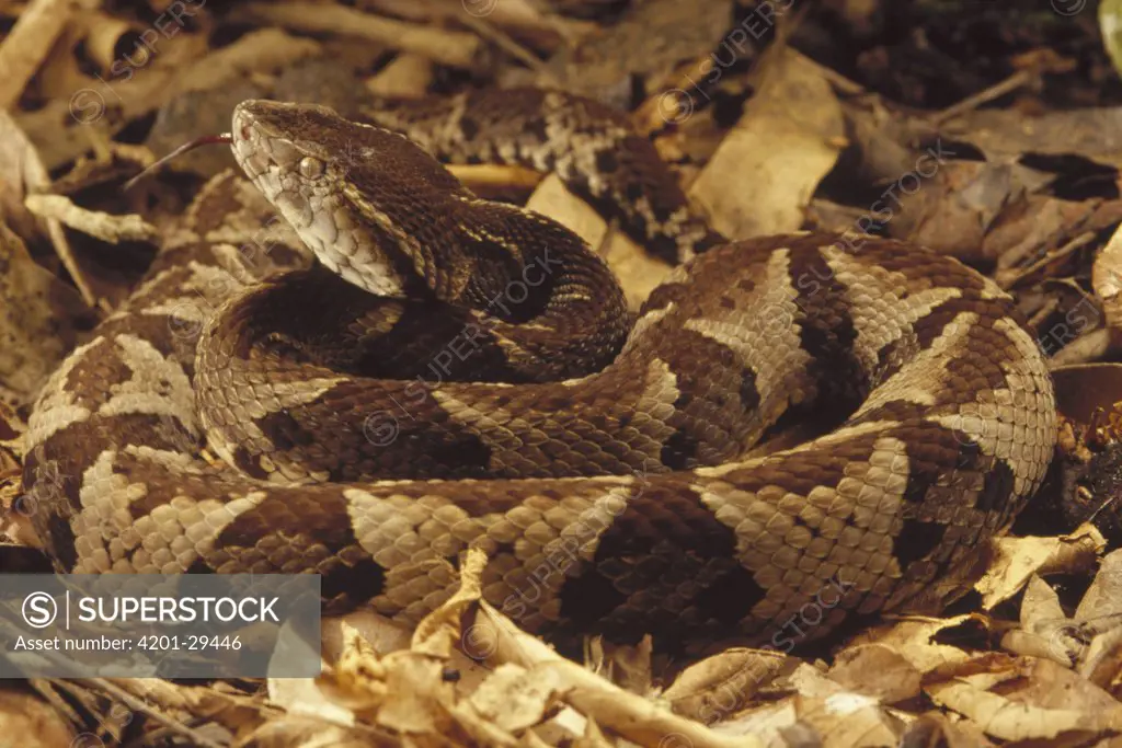Fonseca's Pit Viper (Bothrops fonsecai) coiled on forest floor, Atlantic Forest ecosystem, Brazil
