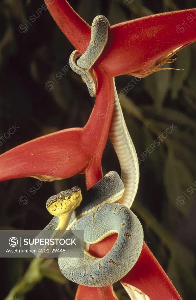 Two-striped Forest Pit Viper (Bothrops bilineatus) hanging on a Heliconia (Heliconia sp) flower, Atlantic Forest ecosystem, Brazil