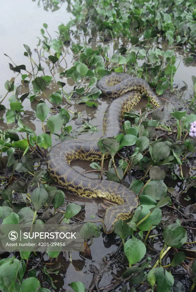 Green Anaconda (Eunectes murinus) moving through wetland vegetation, Pantanal ecosystem, Brazil