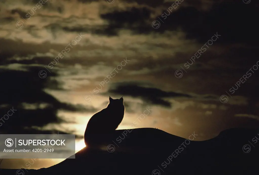 Bobcat (Lynx rufus) silhouetted at sunset, Idaho