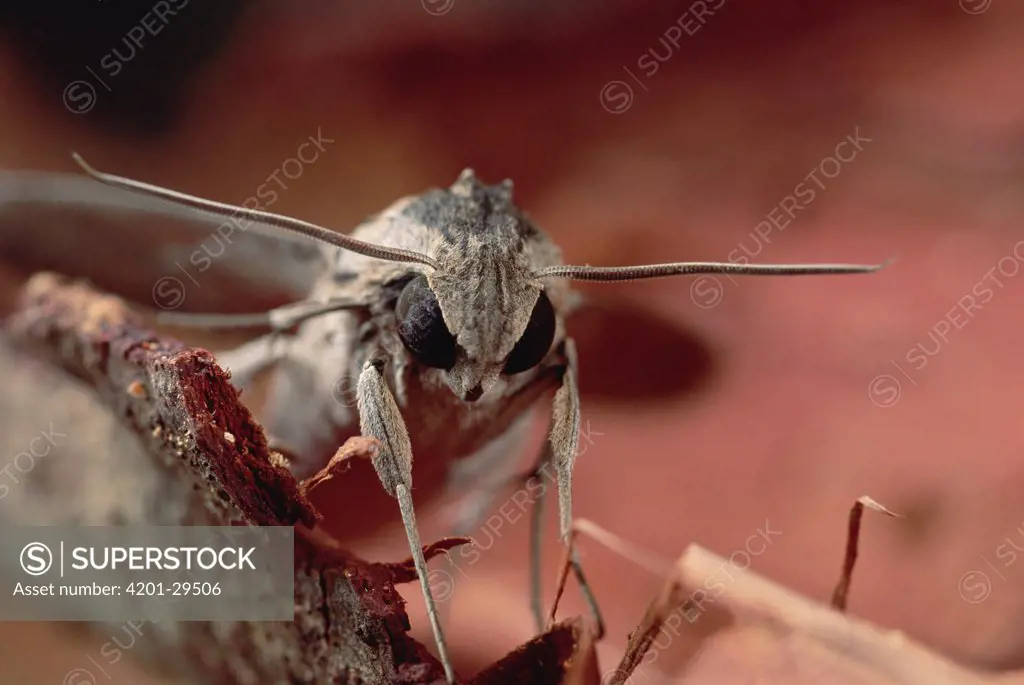 Hawk Moth (Sphingidae) close-up portrait, Caatinga ecosystem, Brazil