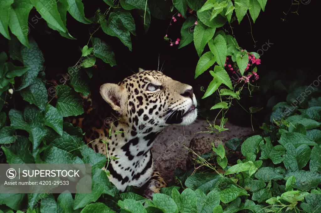 Jaguar (Panthera onca) peeking out through foliage and flowers, Amazon, Brazil