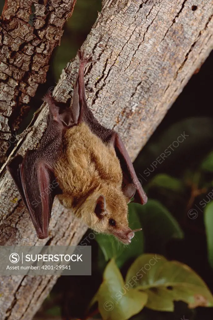 Seba's Short-tailed Bat (Carollia perspicillata), Caatinga, Brazil