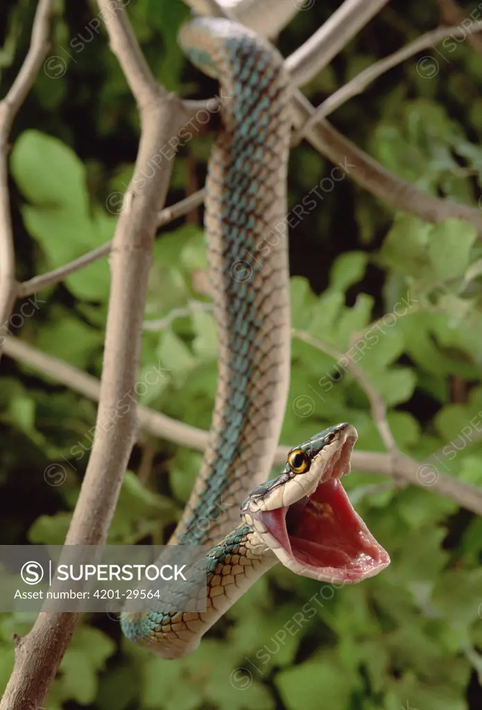 Parrot Snake (Leptophis ahaetulla) hanging from tree showing defensive display, Caatinga ecosystem, Brazil