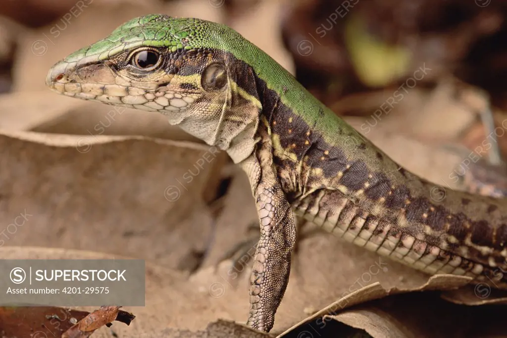 Racerunner Lizard (Plica sp) portrait, Amazon, Brazil