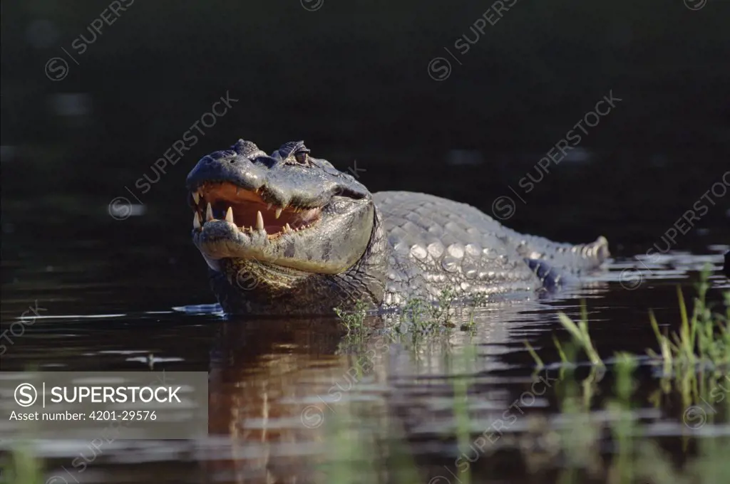 Jacare Caiman (Caiman yacare) walking in water, mouth partially open, ecosystem of Pantanal, Brazil