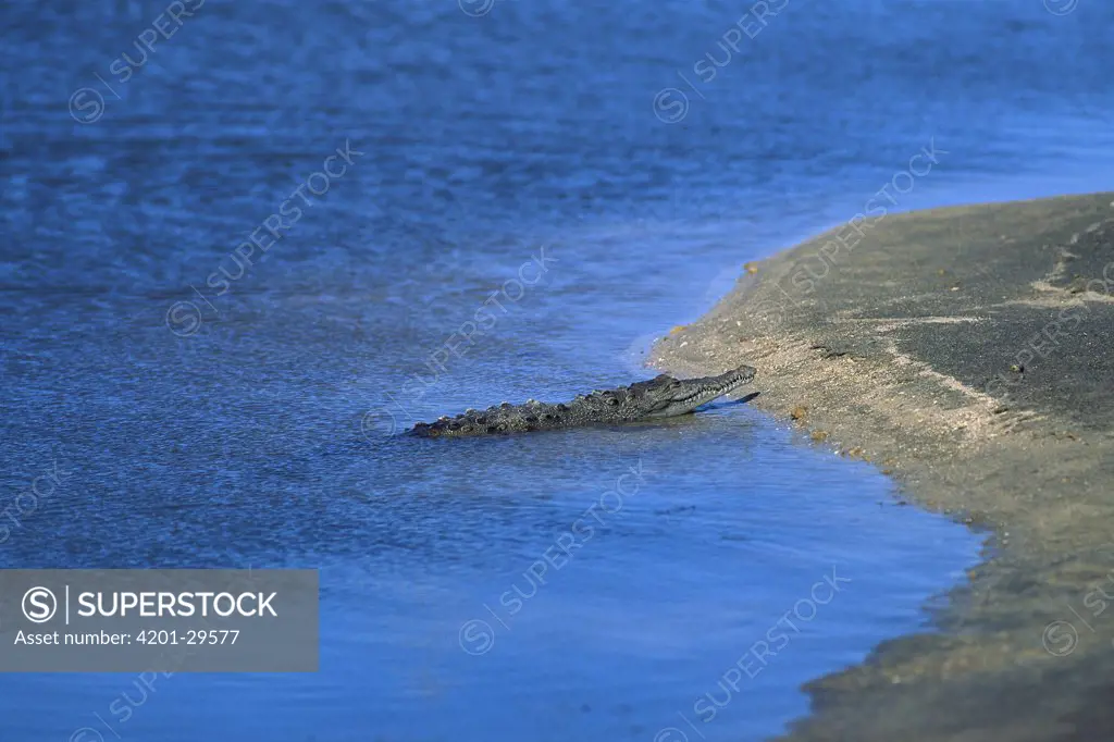 American Crocodile (Crocodylus acutus), Riohacha, Colombia