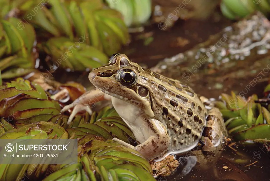 Crilloa Frog (Leptodactylus ocellatus), southern Brazil