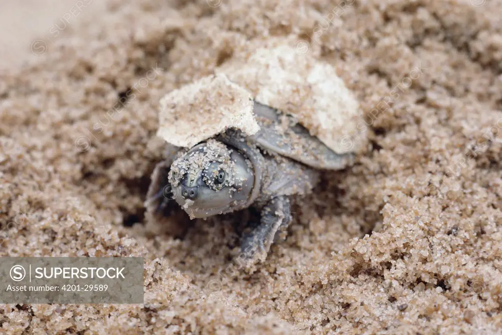 South American River Turtle (Podocnemis expansa) hatching, Amazon, Brazil