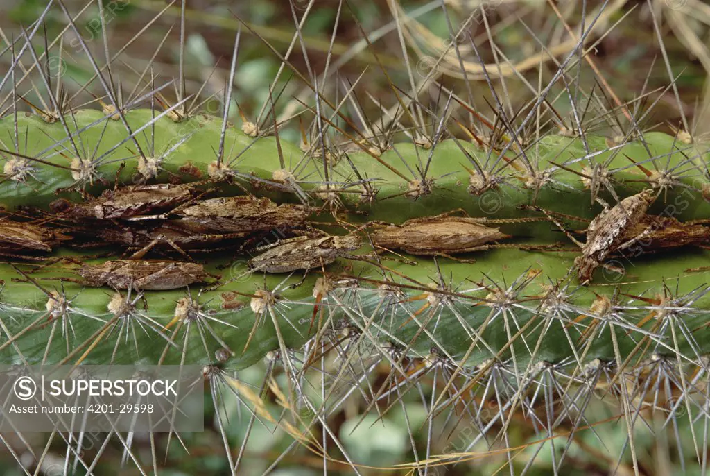 Katydid (Tettigoniidae) group in the furrow of a cactus, stem thorns on cactus protect insects against predators, Caatinga ecosystem, Brazil