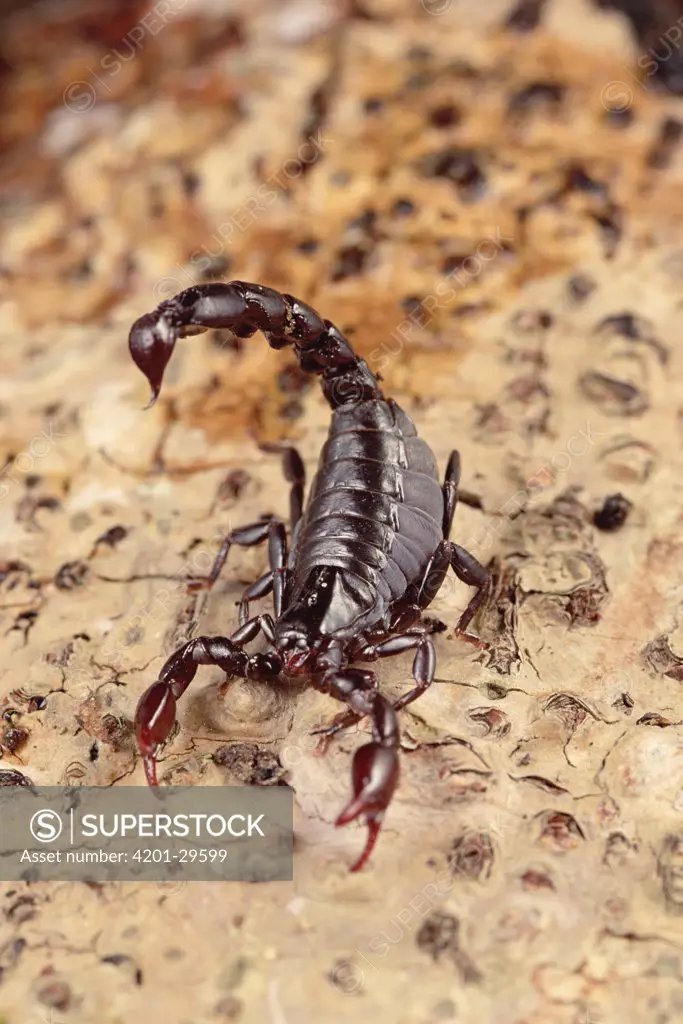 Black Scorpion, Caatinga ecosystem, Brazil