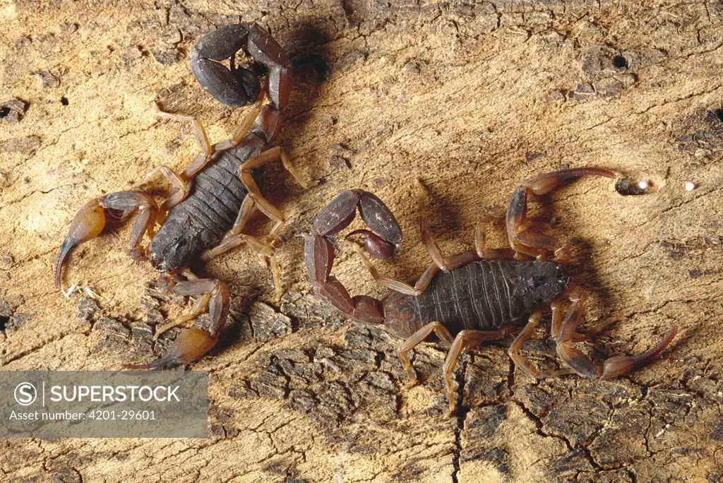 Scorpion (Tityus bahiensis) pair, Caatinga ecosystem, Brazil