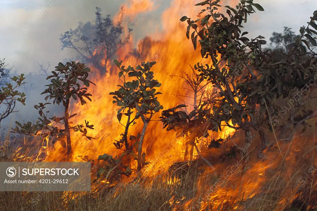 Savannah fire, Cerrado ecosystem, Brazil