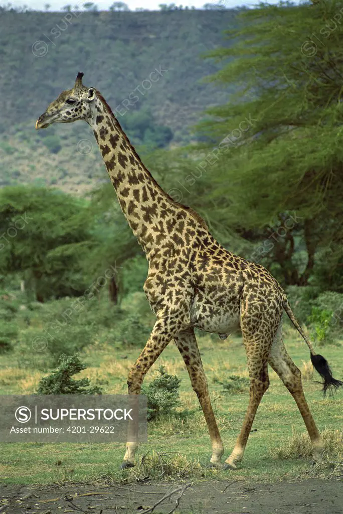 Masai Giraffe (Giraffa camelopardalis tippelskirchi) walking, Kenya