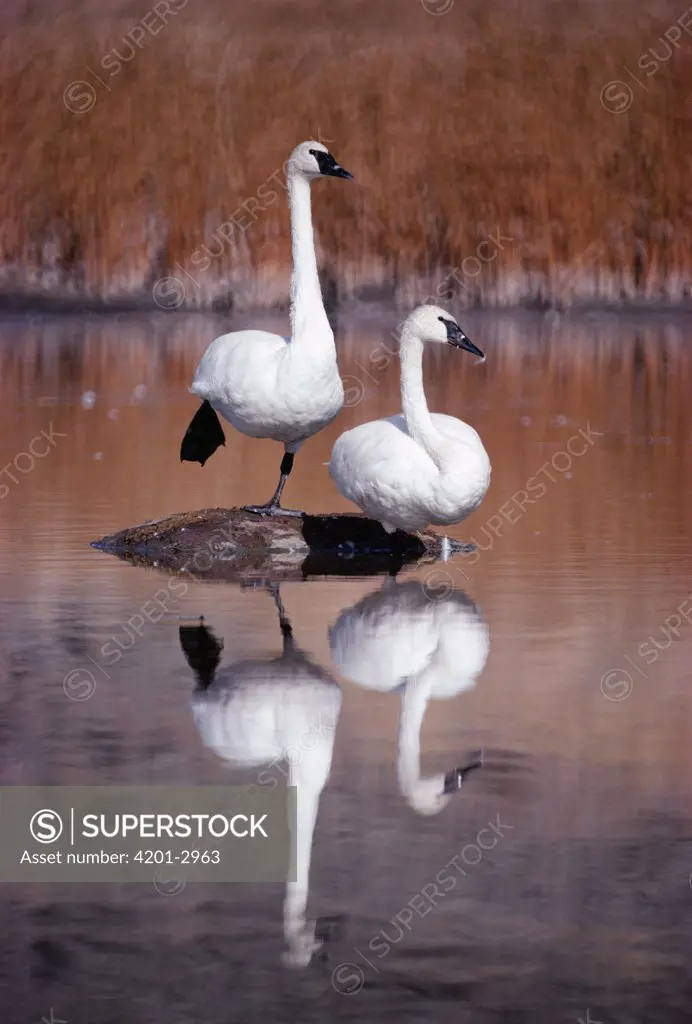 Trumpeter Swan (Cygnus buccinator) pair with reflections in lake, Yellowstone National Park, Wyoming