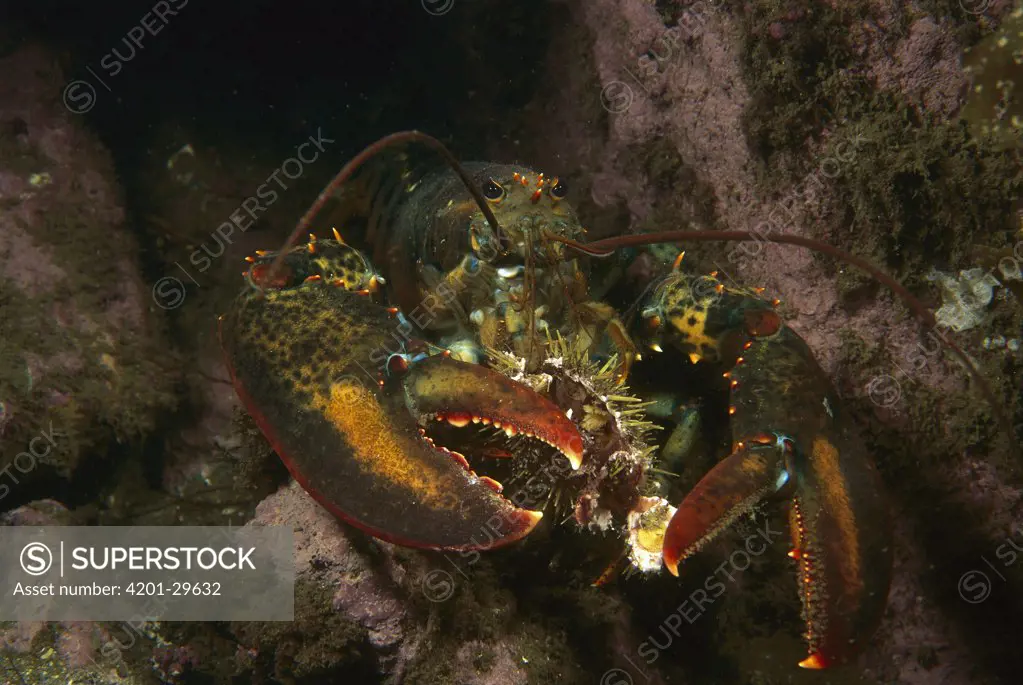 American Lobster (Homarus americanus) breaking and eating urchin, Maine