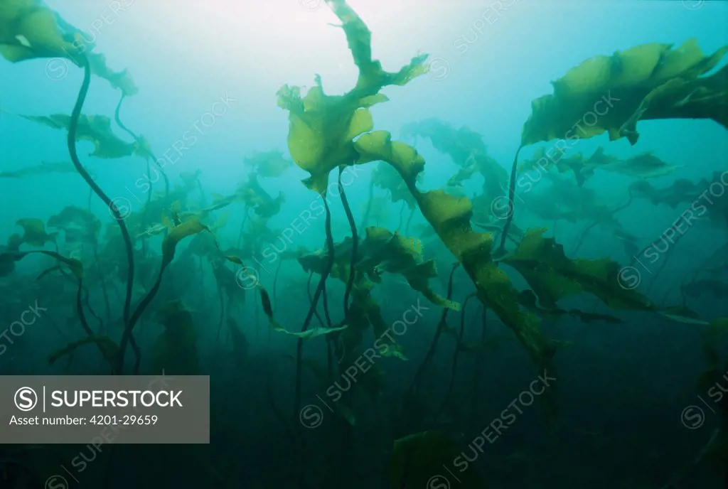 Deep-sea Tangle (Laminaria sp) kelp beds, Bay of Fundy, Nova Scotia, Canada