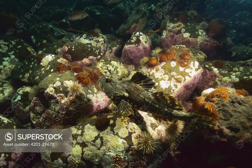 Green Sea Urchin (Strongylocentrotus droebachiensis) barren, having eaten all the kelp, Nova Scotia, Canada
