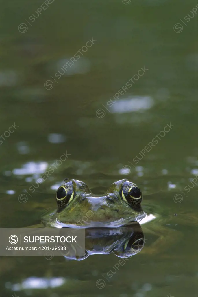 Bronze Frog (Rana clamitans) in pond, West Stony Lake, Nova Scotia, Canada