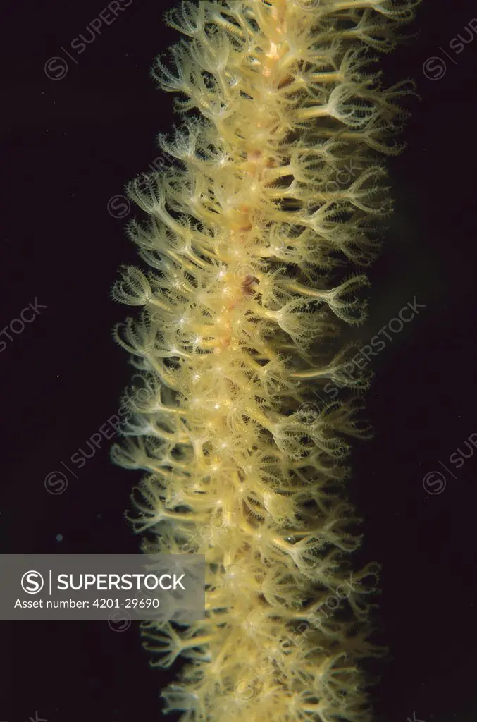 Octocoral close-up showing polyps extended to feed, Bonaire, Caribbean