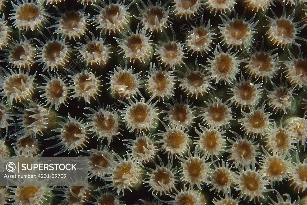 Coral polyps filter feeding, Bonaire, Caribbean