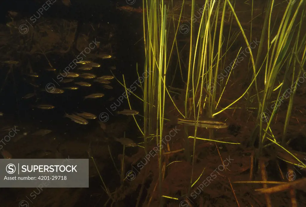 Freshwater fish in pond swimming amid plant stems, West Stoney Lake, Nova Scotia, Canada
