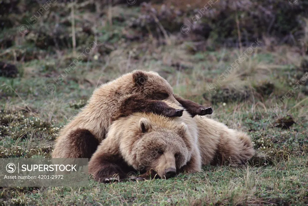Grizzly Bear (Ursus arctos horribilis) mother and cub sleeping, Denali National Park and Preserve, Alaska