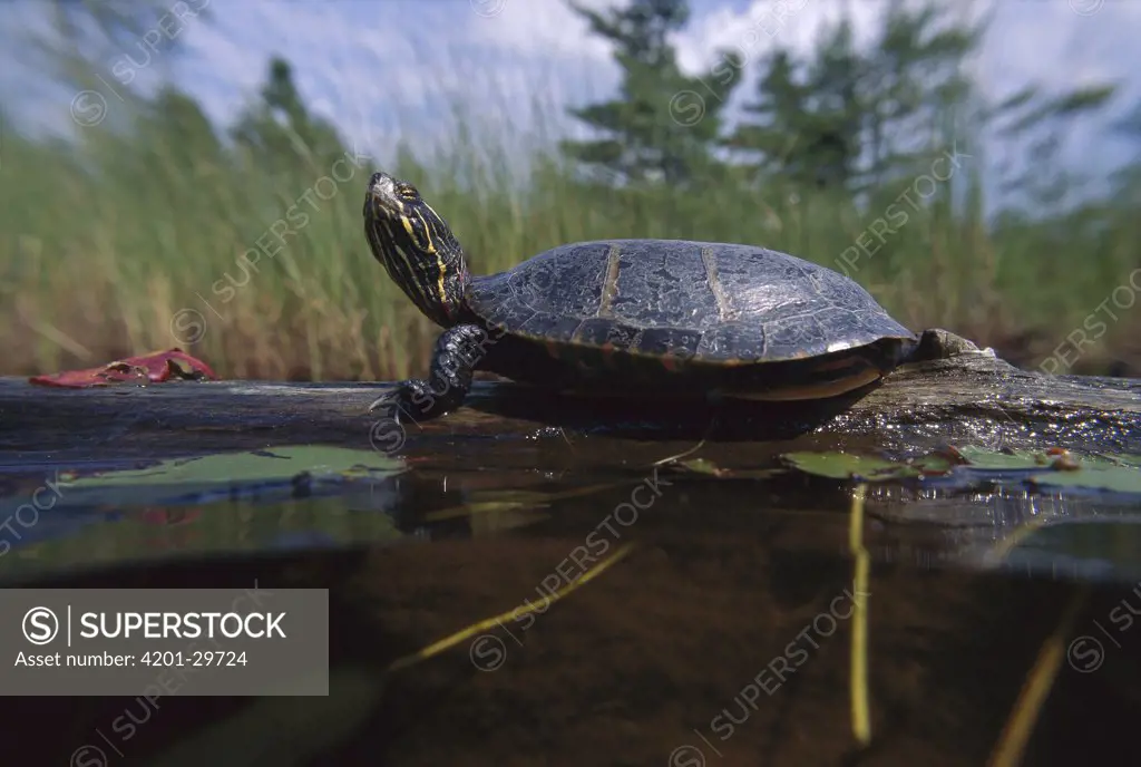 Painted Turtle (Chrysemys picta) sunbathing, West Stoney Lake, Nova Scotia, Canada