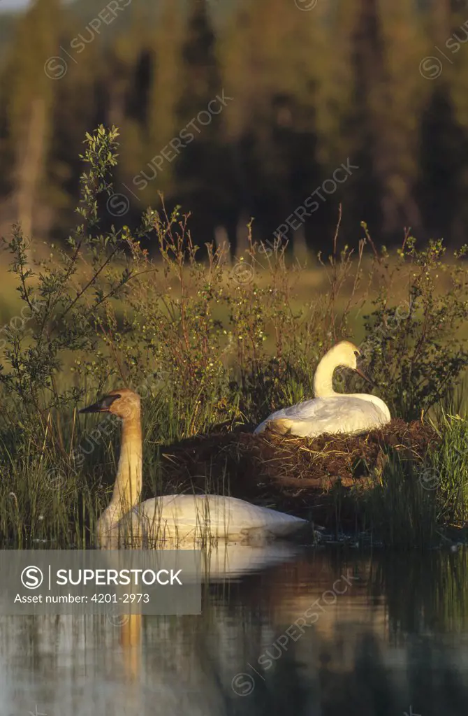 Trumpeter Swan (Cygnus buccinator) female incubating eggs as male swims nearby, North America