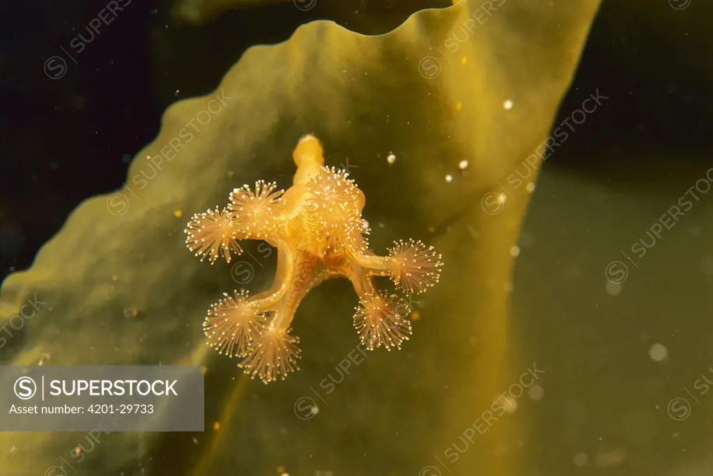 Stalked Jellyfish (Haliclystus auricula) filter feeding, Nova Scotia, Canada