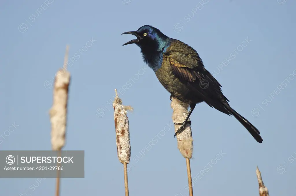 Common Grackle (Quiscalus quiscula) male calling from atop cattails, Belleisle Marsh, Annapolis Valley, Nova Scotia, Canada