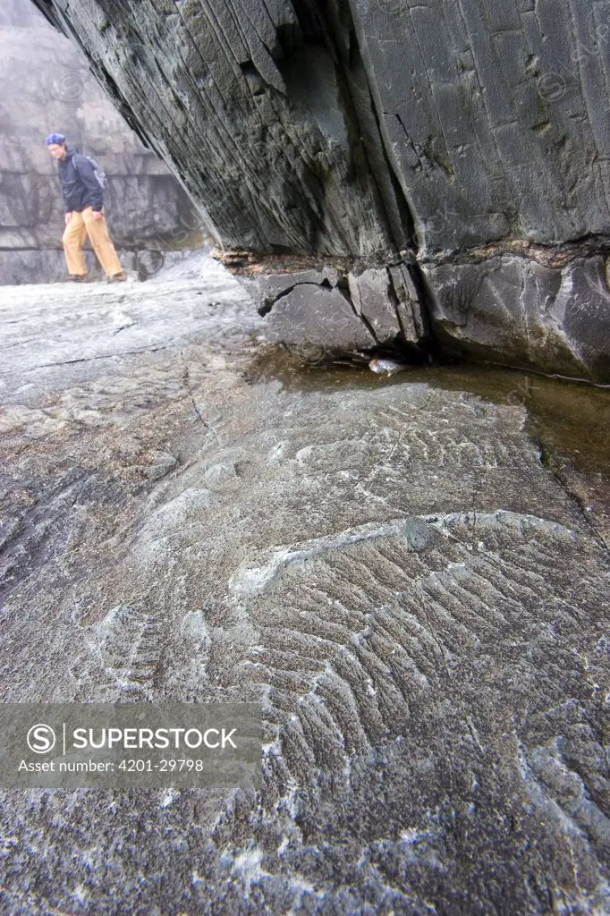 Ediacaran fossil (575 mya), Mistaken Point, Newfoundland and Labrador, Canada