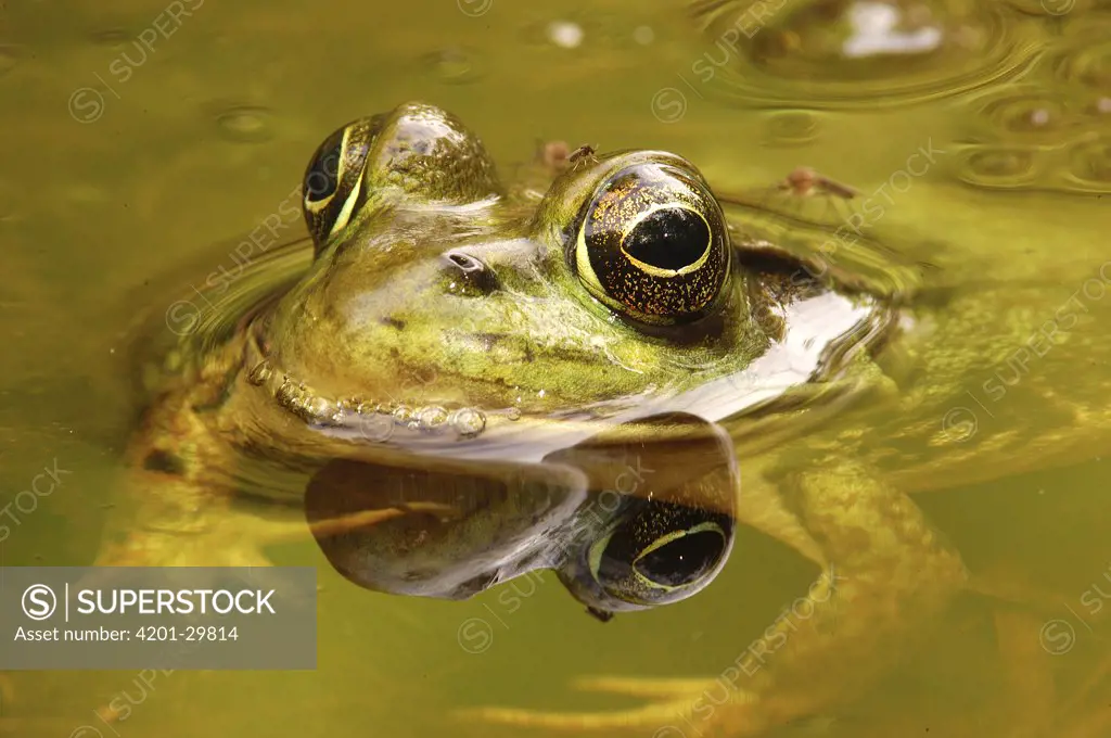 Bronze Frog (Rana clamitans), West Stony Lake, Nova Scotia, Canada