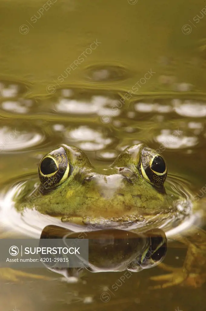 Bronze Frog (Rana clamitans), West Stony Lake, Nova Scotia, Canada