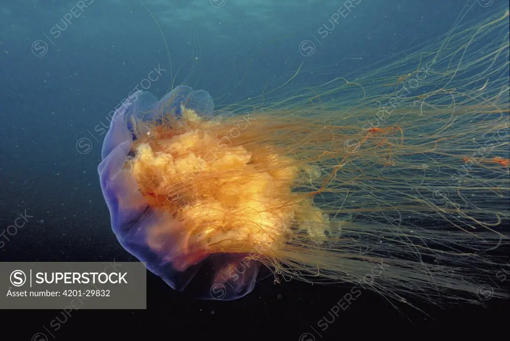 Lion's Mane (Cyanea capillata) jellyfish, Atlantic Ocean, Nova Scotia, Canada