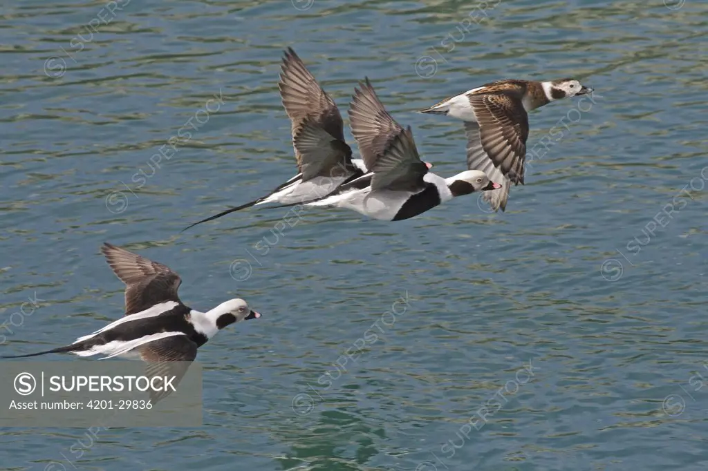 Long-tailed Duck (Clangula hyemalis) group flying, Saulnierville, St. Mary's Bay, Nova Scotia, Canada