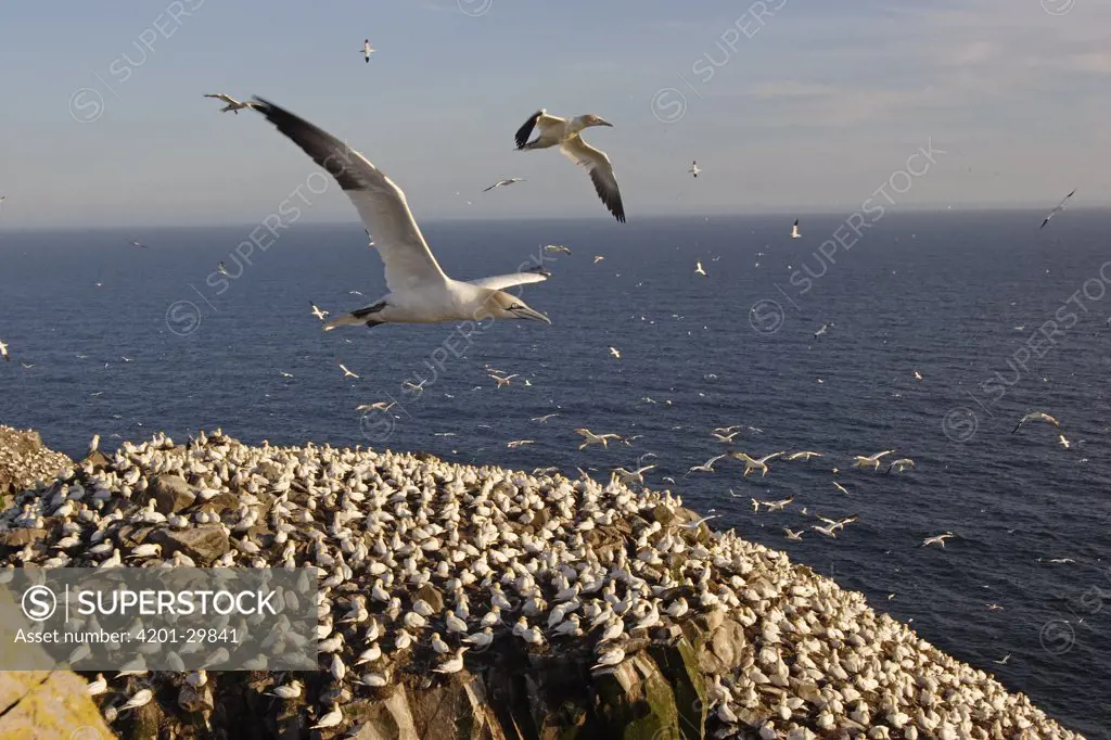 Northern Gannet (Morus bassanus) flock flying over nesting colony, Cape St. Mary's Ecological Reserve, Newfoundland and Labrador, Canada
