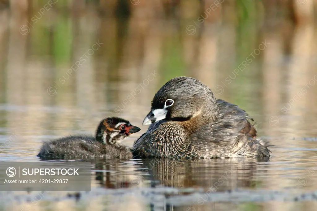 Pied-billed Grebe (Podilymbus podiceps) mother and chick, Amherst Point Migratory Bird Sanctuary, Nova Scotia, Canada