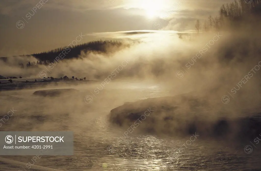 American Bison (Bison bison) herd gathering along misty Yellowstone River, Yellowstone National Park, Wyoming