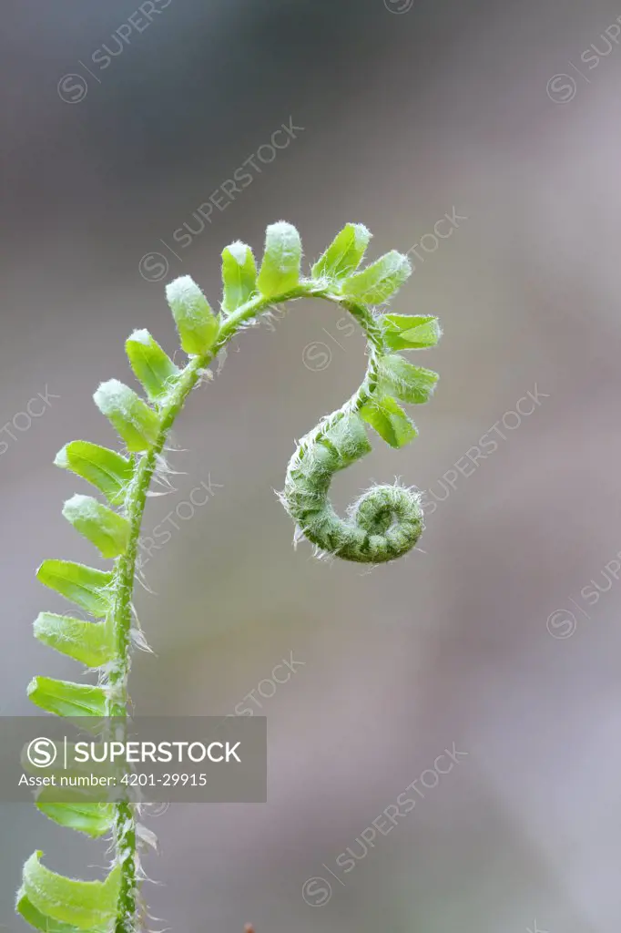 Unfurling springtime fern, Nova Scotia, Canada