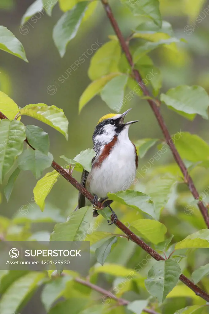 Chestnut-sided Warbler (Dendroica pensylvanica) male singing, Nova Scotia, Canada