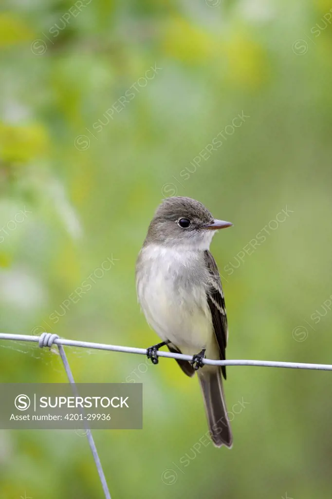 Alder Flycatcher (Empidonax alnorum) perching on wire fence, Nova Scotia, Canada