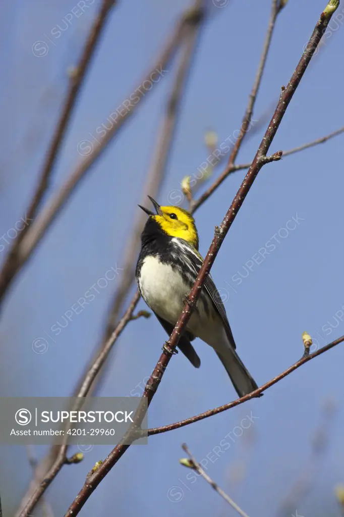 Black-throated Green Warbler (Dendroica virens) male singing territorial song, Nova Scotia, Canada