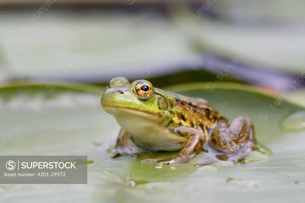 Mink Frog (Rana septentrionalis) on lily pad, West Stoney Lake, Nova Scotia, Canada